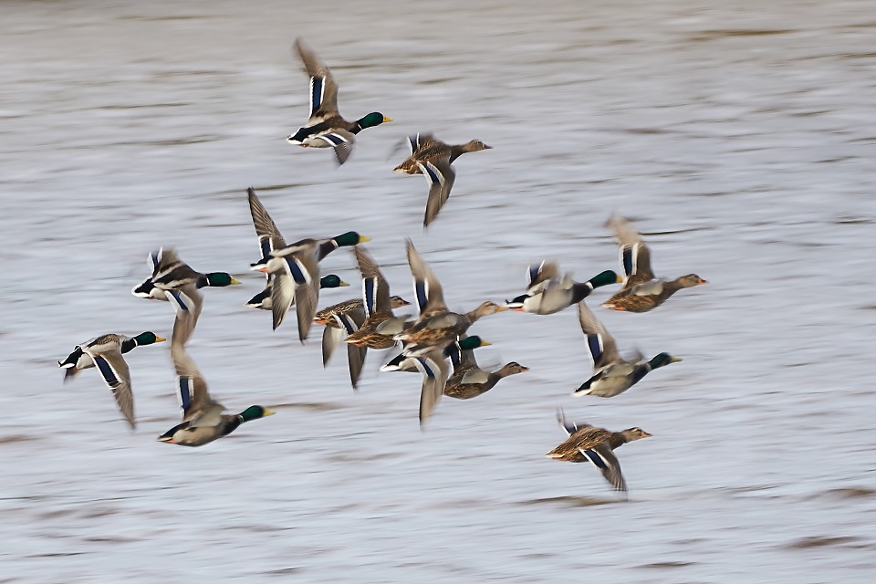 Ducks flying over a pond
