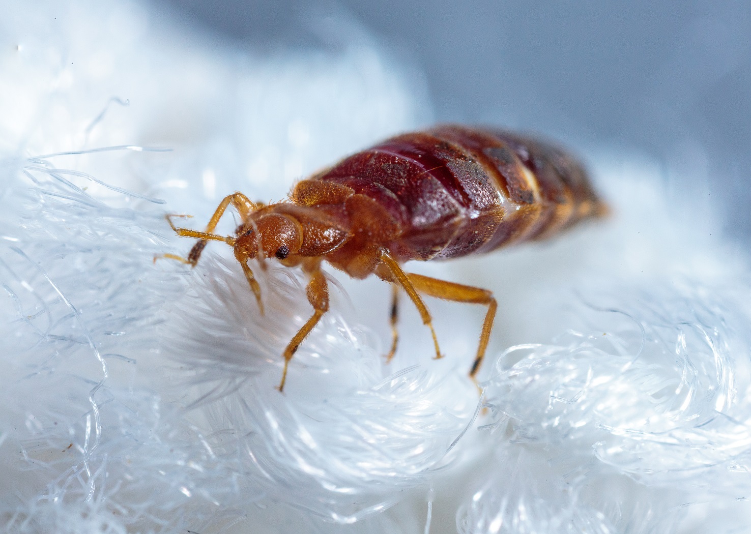 Bed Bugs, Entomology
Bed bugs explore different materials in the lab.