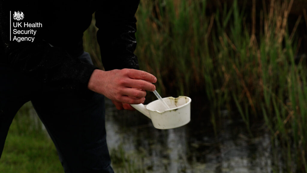 A scientist checking marsh water for mosquito larvae.