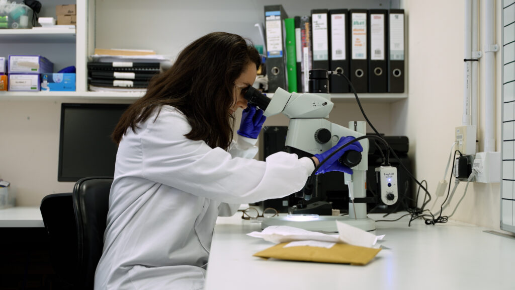 A scientist in a laboratory looking at tick samples under a microscope.