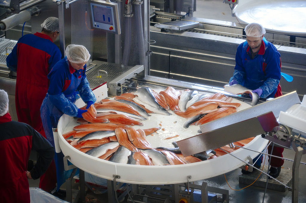 Norwegian Salmon Farm Affected By Russian Import Ban