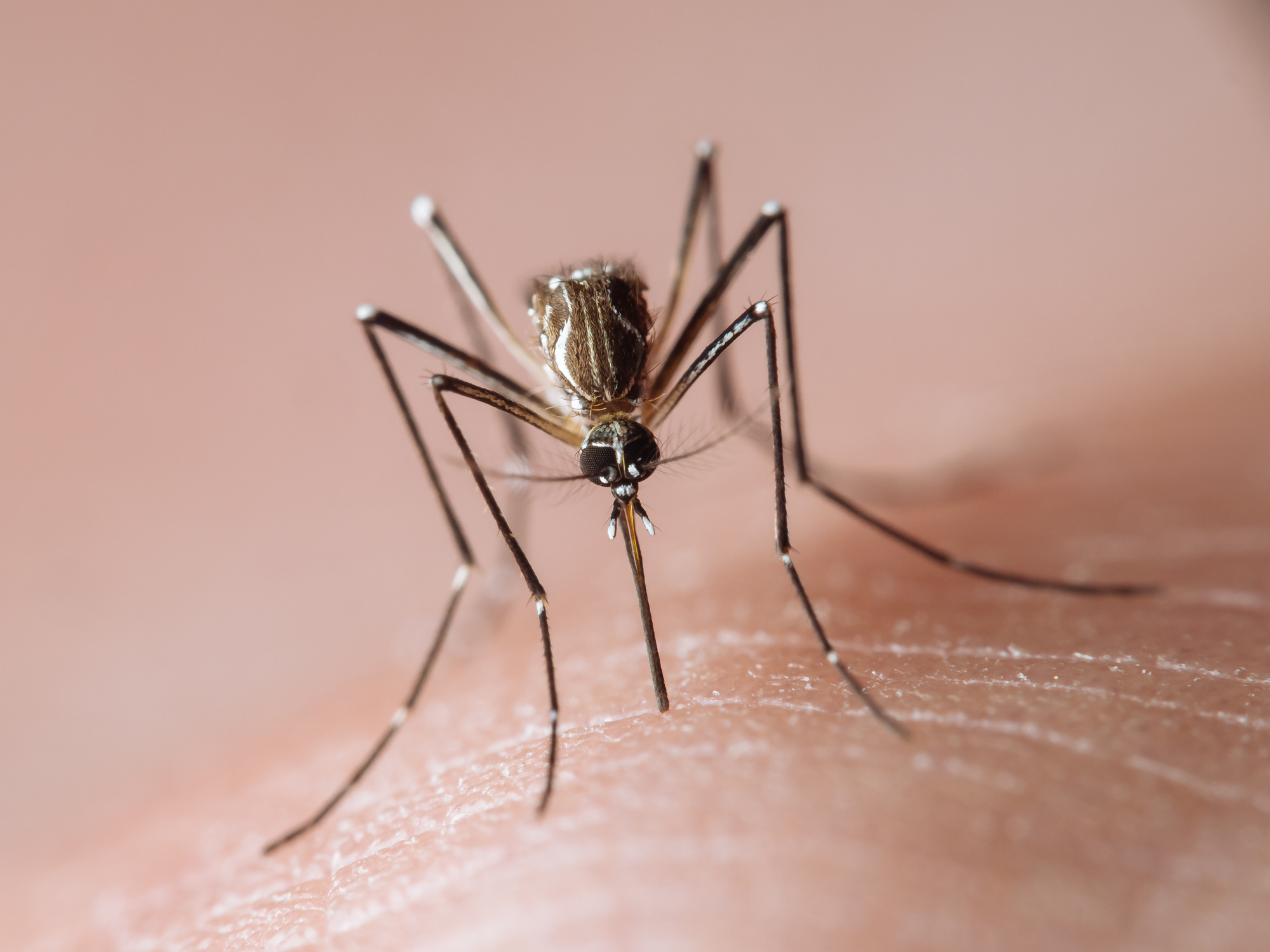 Aedes aegypti frontal macro (yellow fever mosquito / mosquito da dengue)