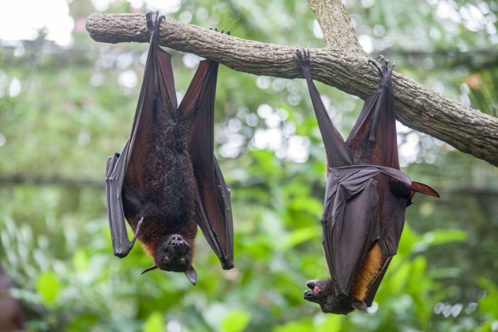 Two bats hanging upside down in a tree